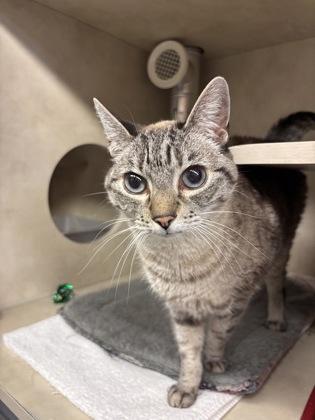 Khaleesi — thumbnail 3