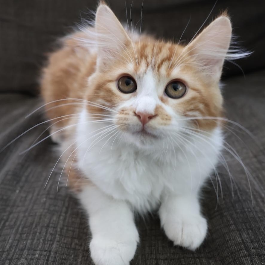 Monroe, adopted, Kitten Female Domestic Medium Hair.