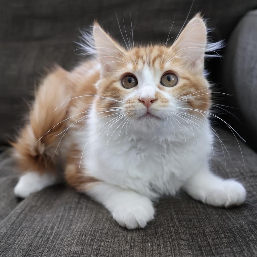 Enlarge Monroe, an adopted mixed breed in Fort Collins, CO image 4/5