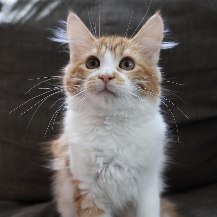 Enlarge Monroe, an adopted mixed breed in Fort Collins, CO image 3/5