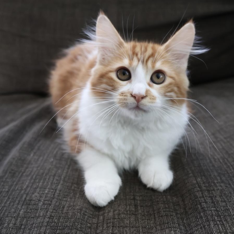 Enlarge Monroe, an adopted mixed breed in Fort Collins, CO image 2/5