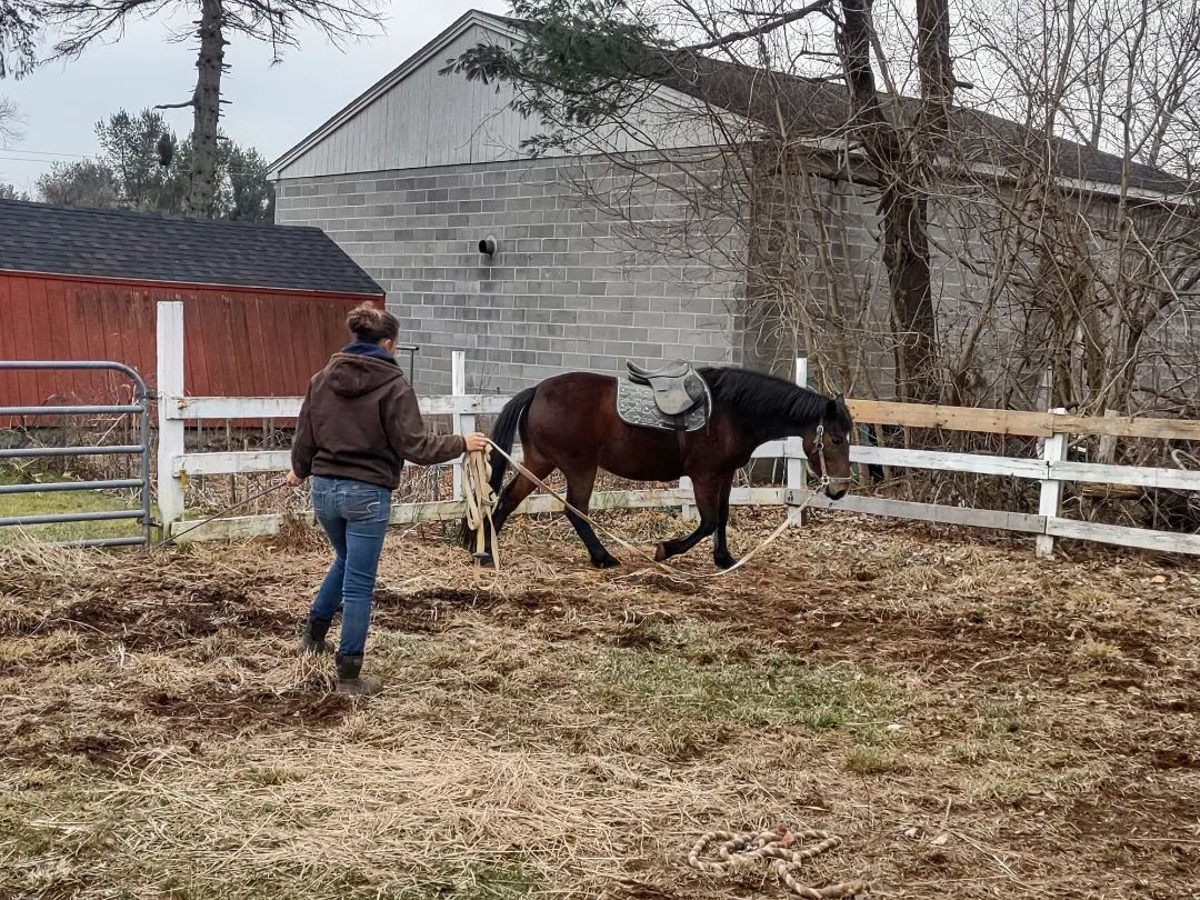 Enlarge Pippa, a Adopted Mustang in Northford, CT image 1/12