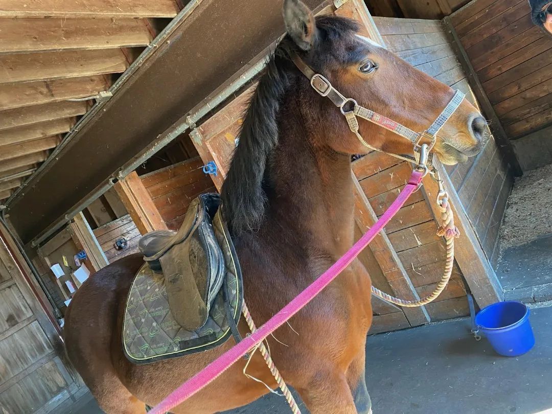 Enlarge Pippa, a Adopted Mustang in Northford, CT image 2/12