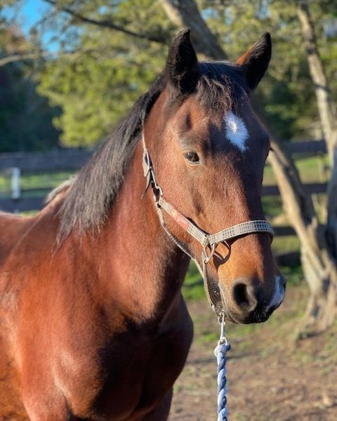 Enlarge Pippa, a Adopted Mustang in Northford, CT image 3/12