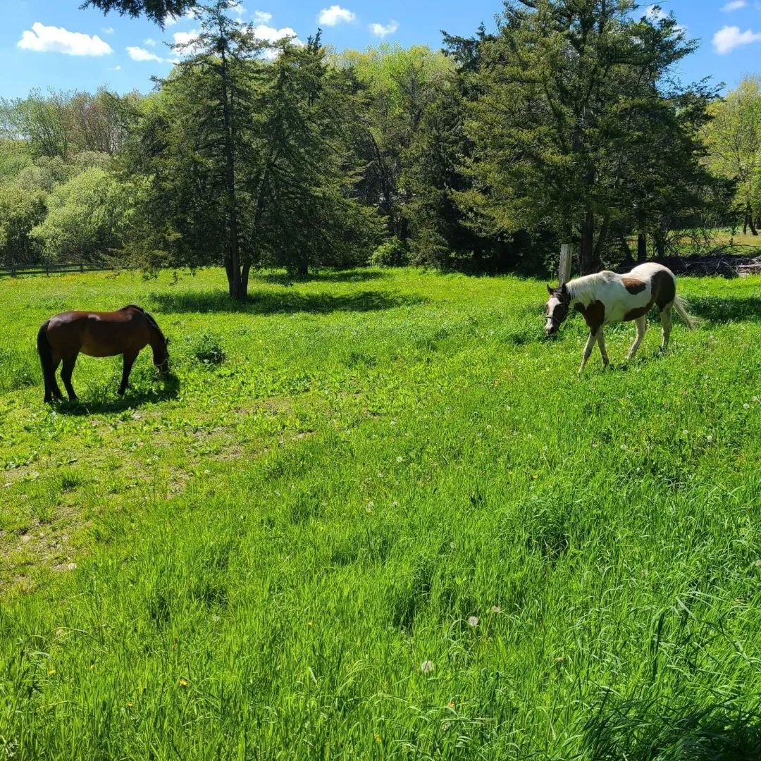 Enlarge Pippa, a Adopted Mustang in Northford, CT image 4/12