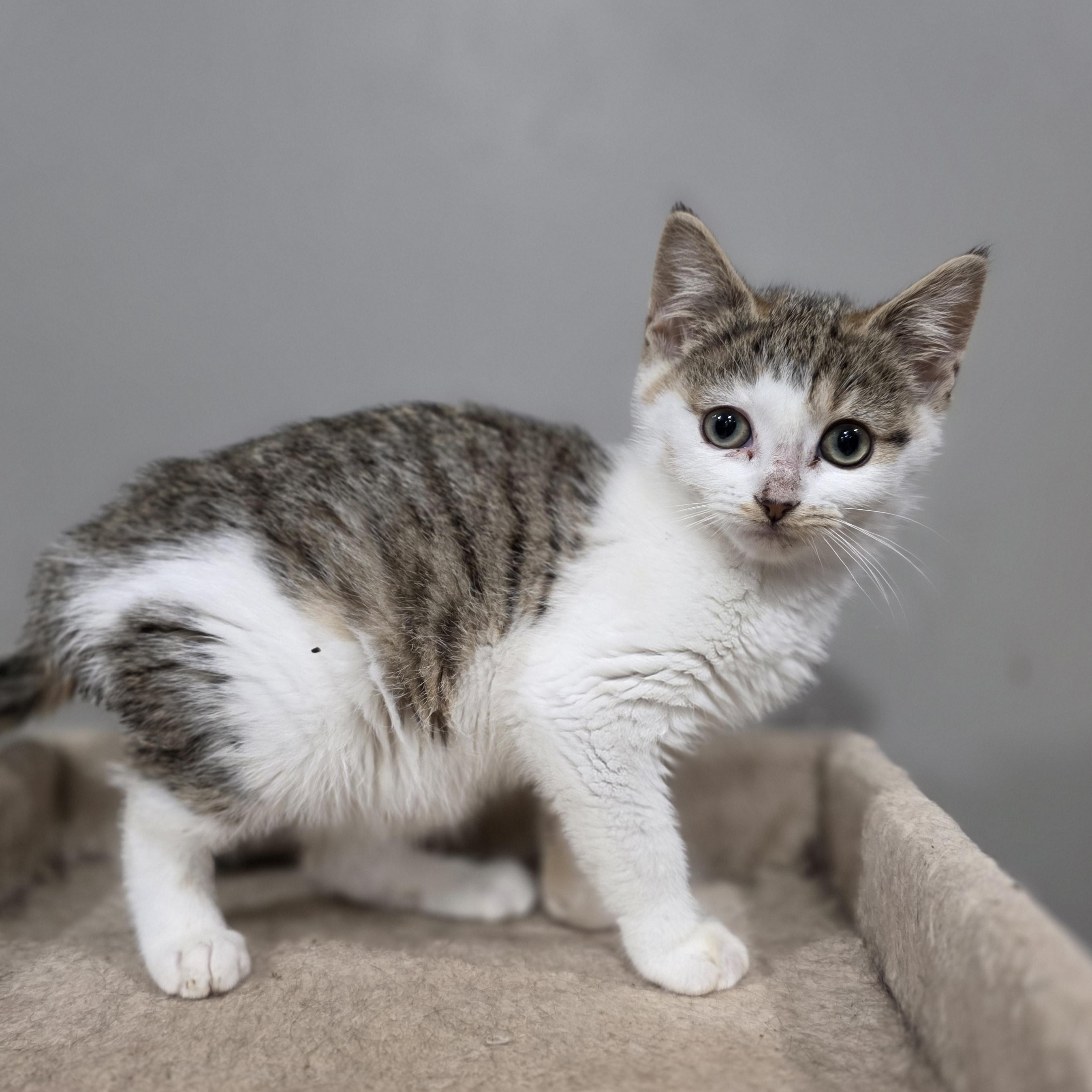 Enlarge Citrus, a Adoptable mixed breed in Mastic beach, NY image 1/2