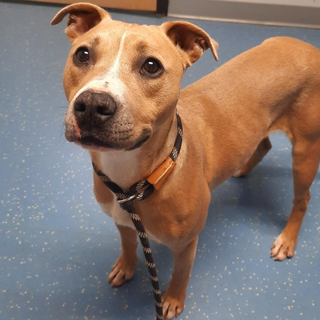Diana L-35-26, Adoptable, Adult Female Pit Bull Terrier.