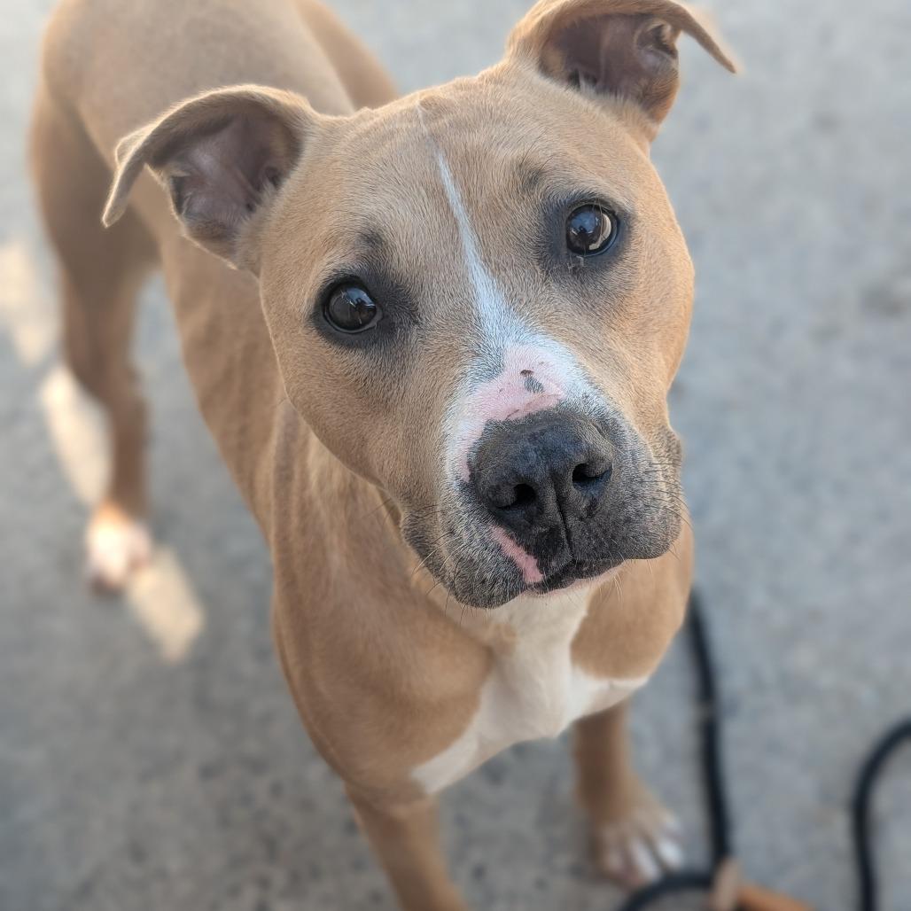 Enlarge Diana L-35-26, a Adoptable Pit Bull Terrier in Watertown, NY image 2/3