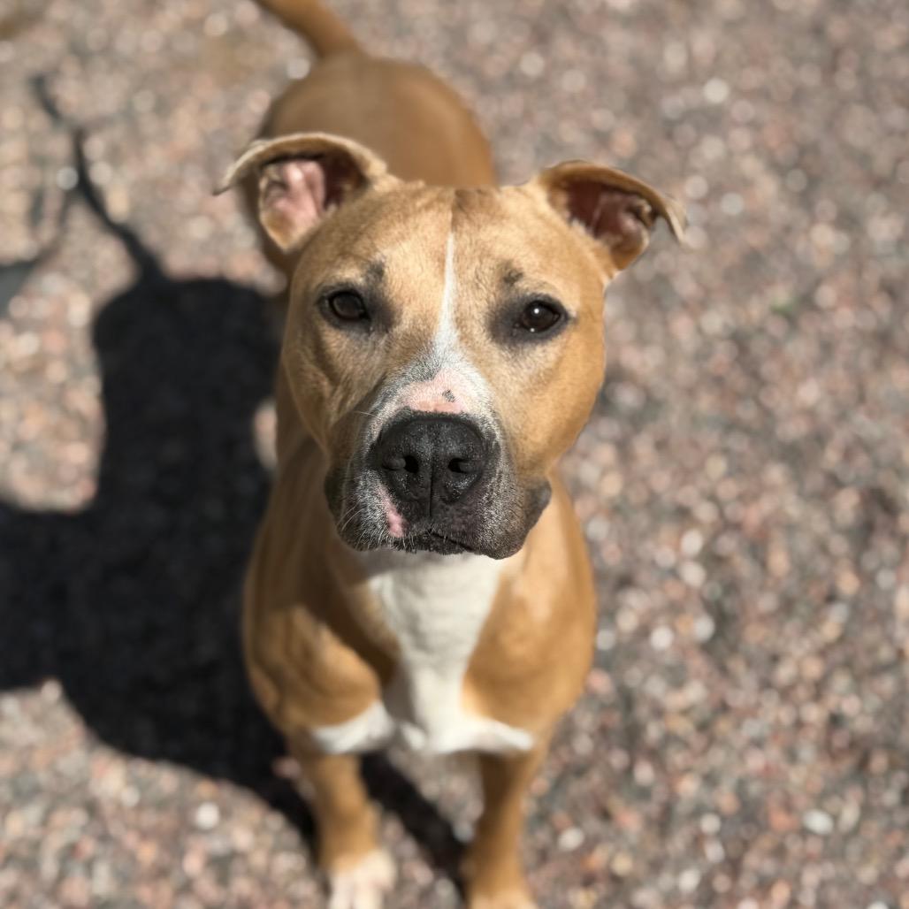Enlarge Diana L-35-26, a Adoptable Pit Bull Terrier in Watertown, NY image 3/3