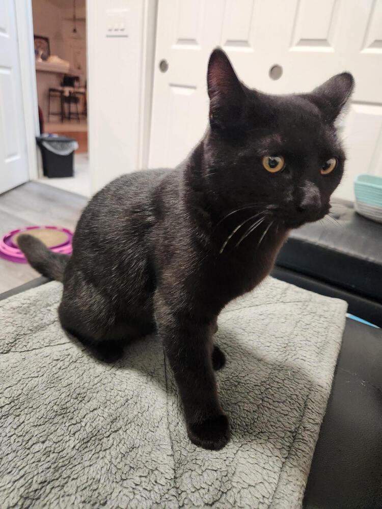 Sammy Davis Jr., Adoptable, Kitten Male Bombay.