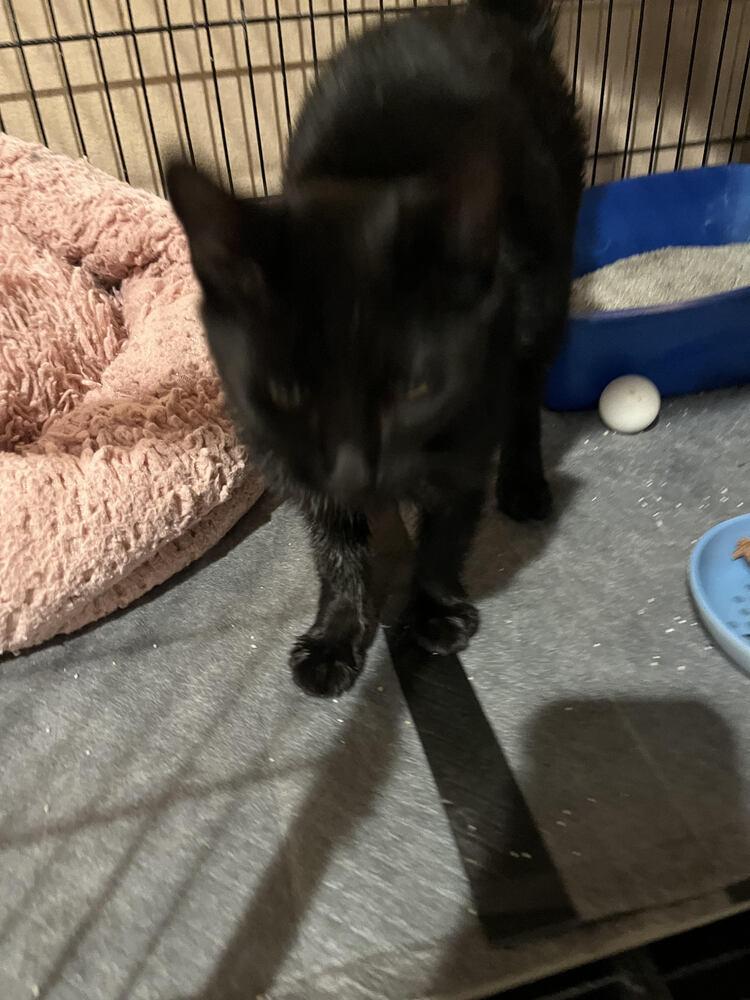 Enlarge Sammy Davis Jr., a Adoptable Bombay in Lancaster, CA image 2/6