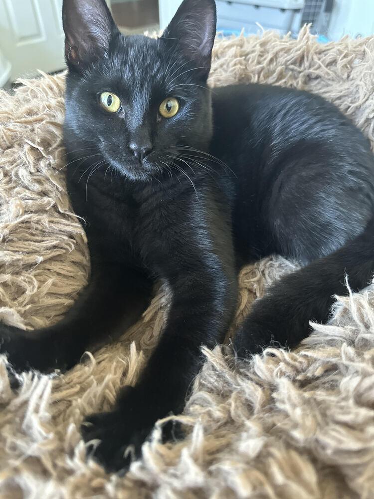 Enlarge Sammy Davis Jr., a Adoptable Bombay in Lancaster, CA image 4/6