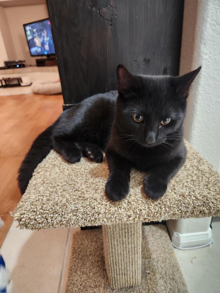 Enlarge Sammy Davis Jr., a Adoptable Bombay in Lancaster, CA image 6/6