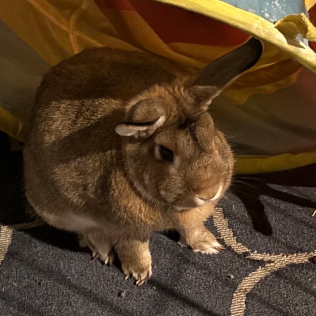 Male Rabbit, ADOPTABLE, Adult Male American.