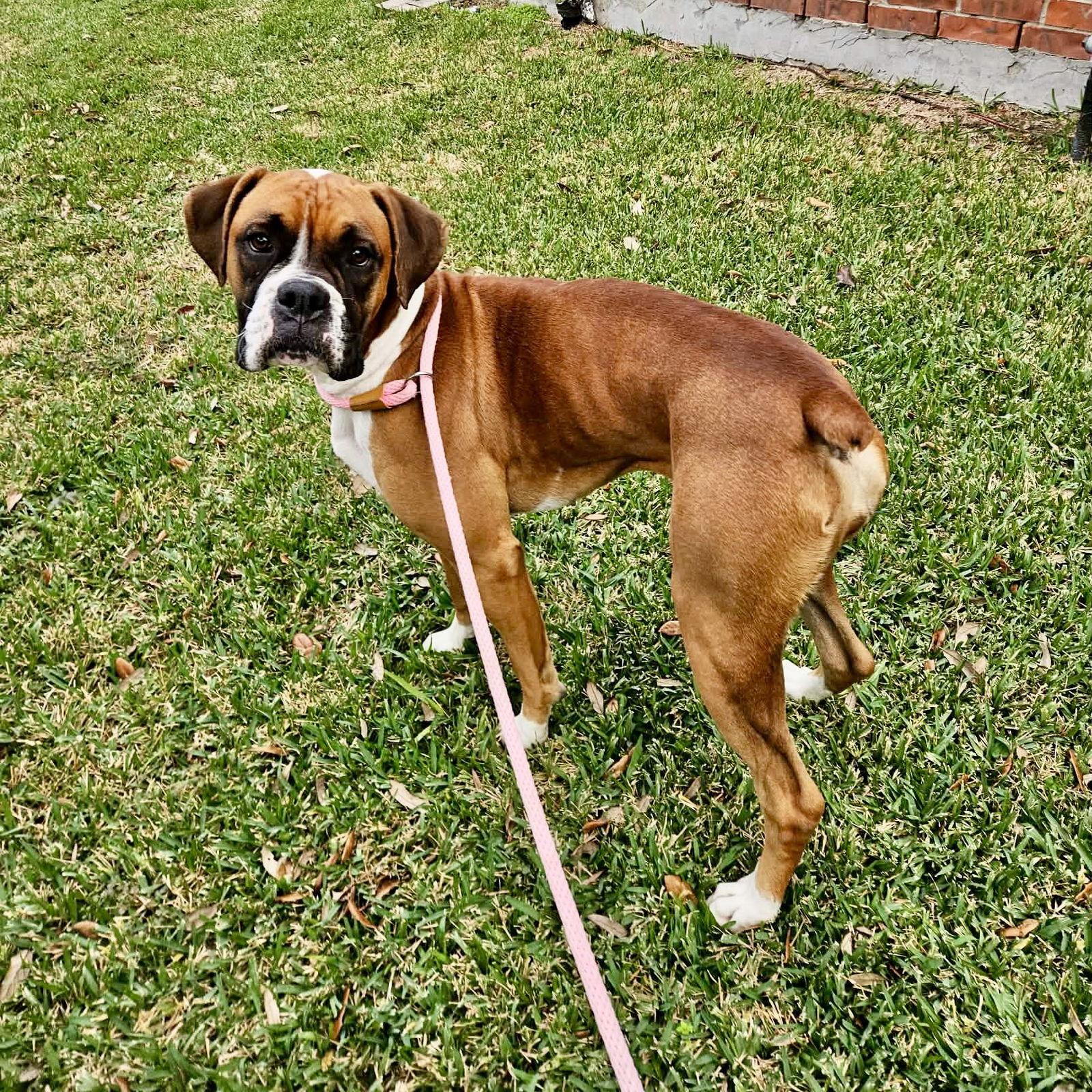 Sadie, Adoptable, Adult Female Boxer.