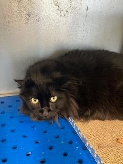 Enlarge Fatima, a Adoptable Maine Coon in Mustang, OK image 1/1