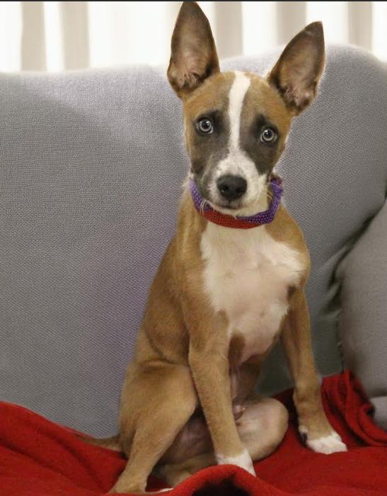 Ben in TX, Adoptable, Puppy Male Rat Terrier.