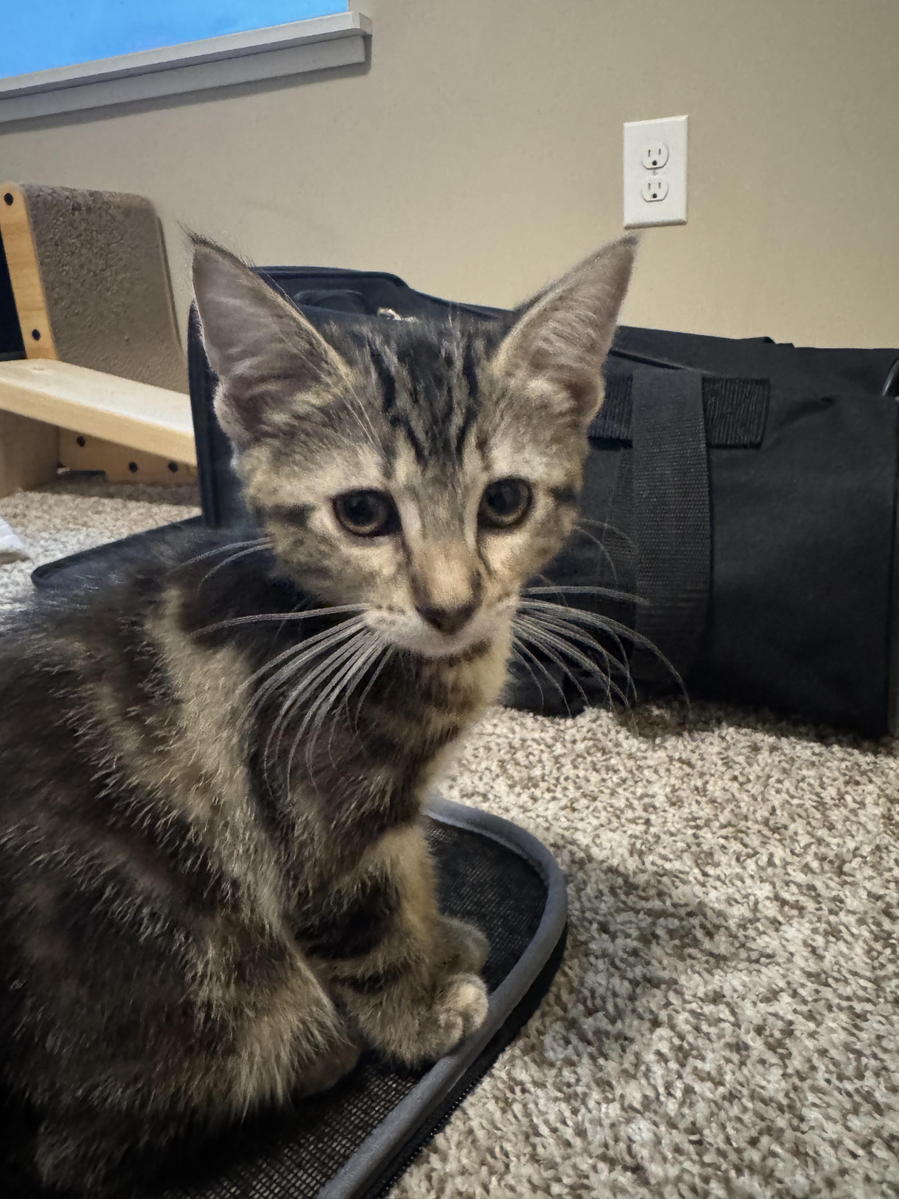 Kiwi, a Adoptable Domestic Short Hair in Chaska, MN image 2/5