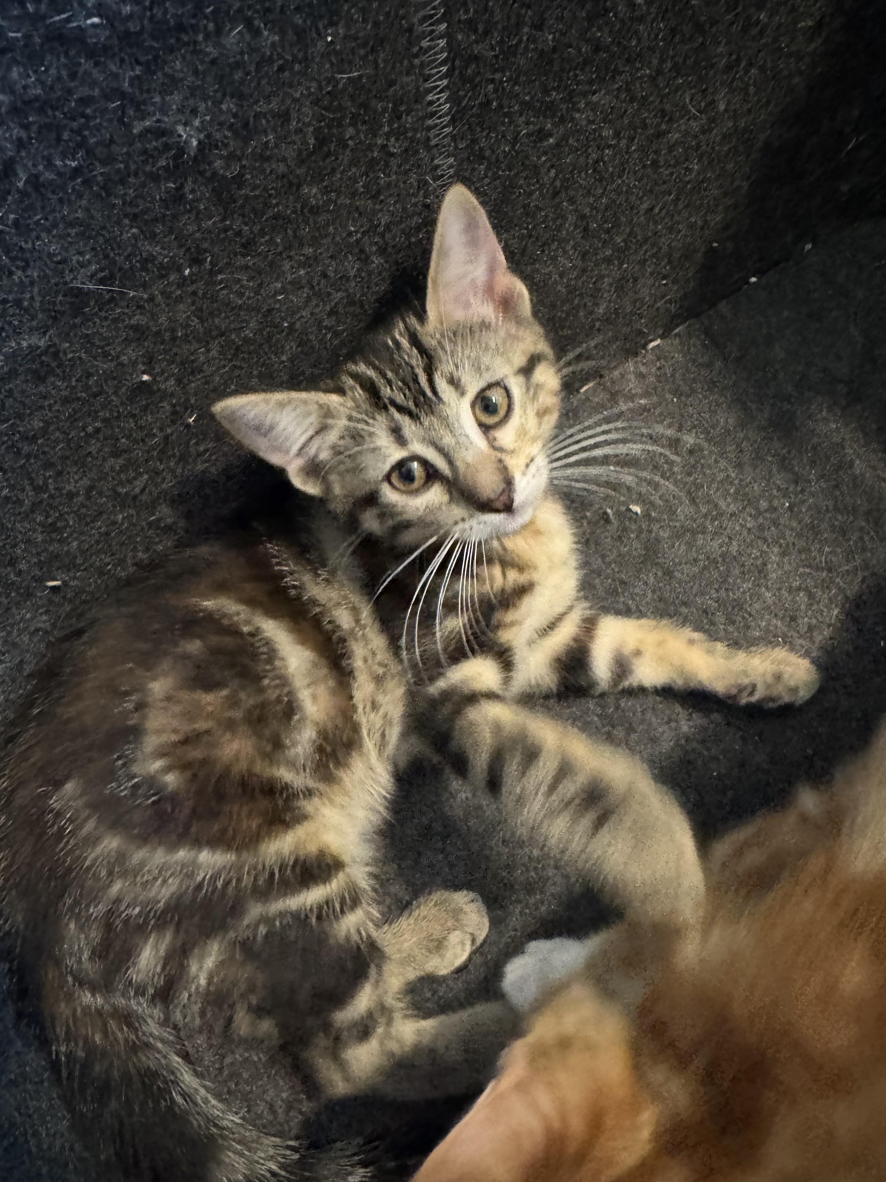 Kiwi, a Adoptable Domestic Short Hair in Chaska, MN image 1/5