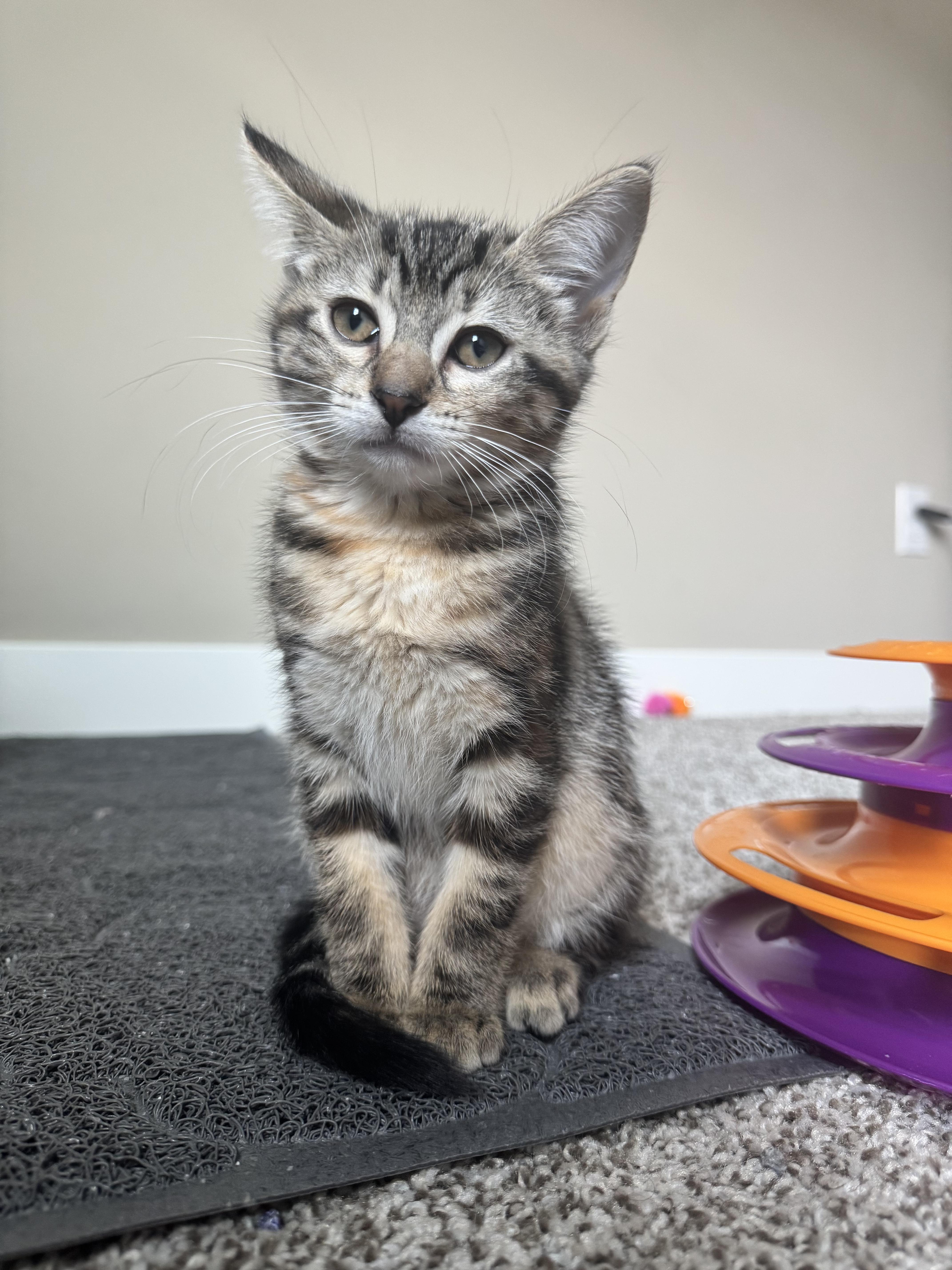 Kiwi, a Adoptable Domestic Short Hair in Chaska, MN image 4/5