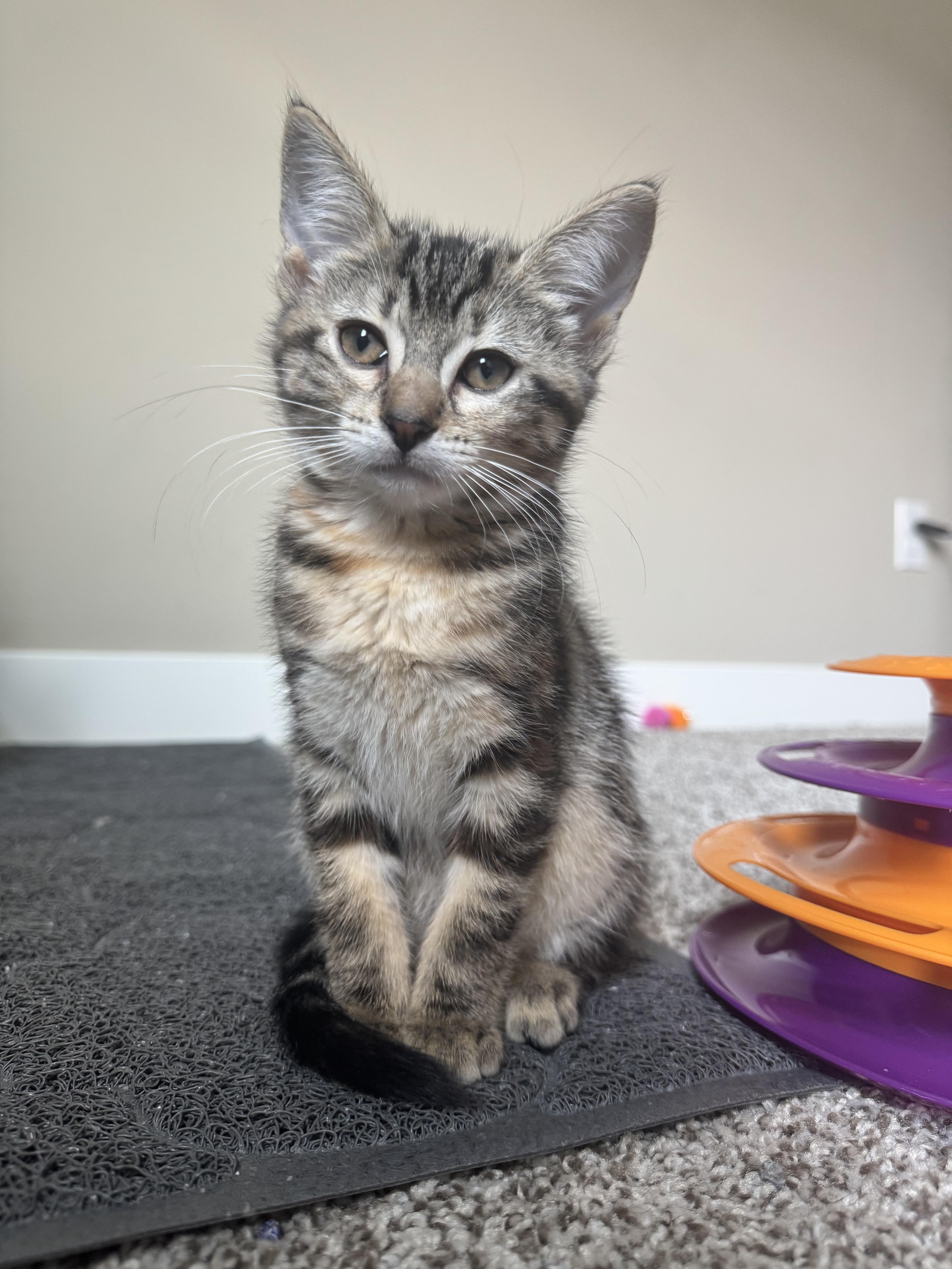 Kiwi, a Adoptable Domestic Short Hair in Chaska, MN image 3/5
