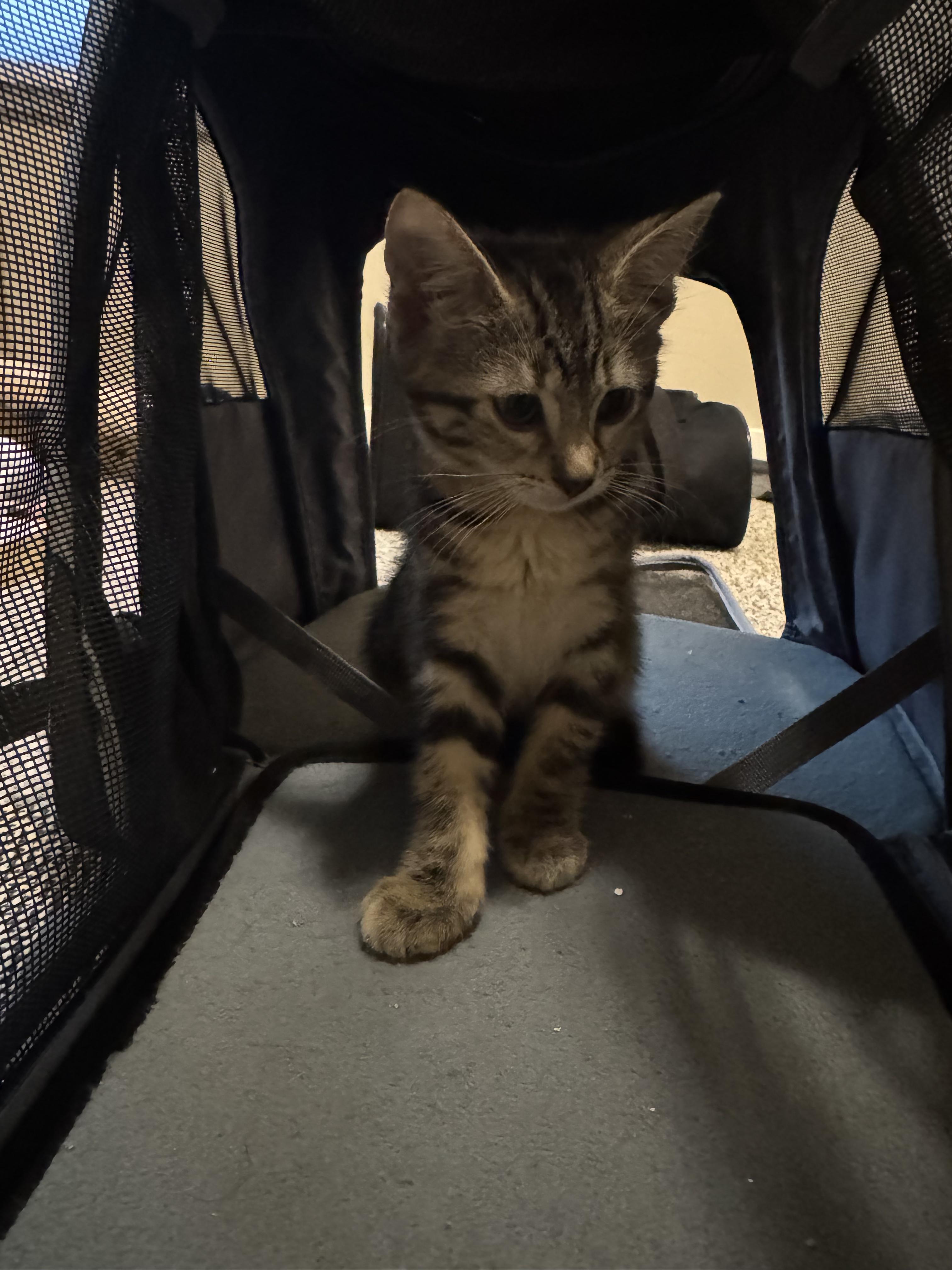 Kiwi, a Adoptable Domestic Short Hair in Chaska, MN image 5/5