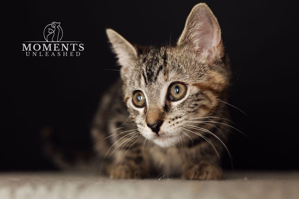 Enlarge Tamale, an adopted Domestic Short Hair in Myakka City, FL image 6/6