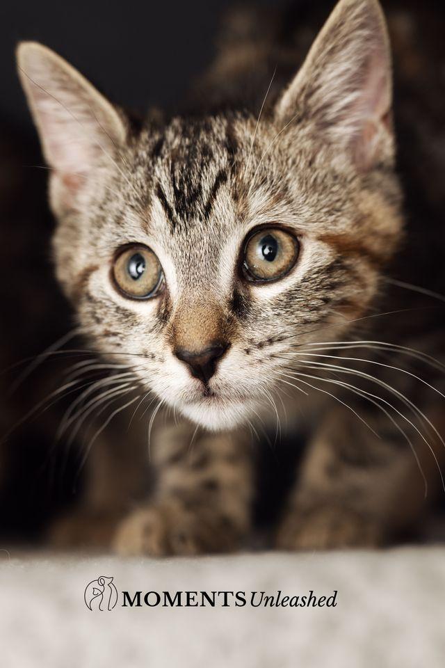 Enlarge Tamale, an adopted Domestic Short Hair in Myakka City, FL image 3/6