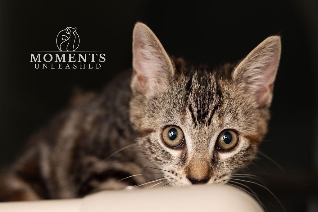 Enlarge Tamale, an adopted Domestic Short Hair in Myakka City, FL image 2/6