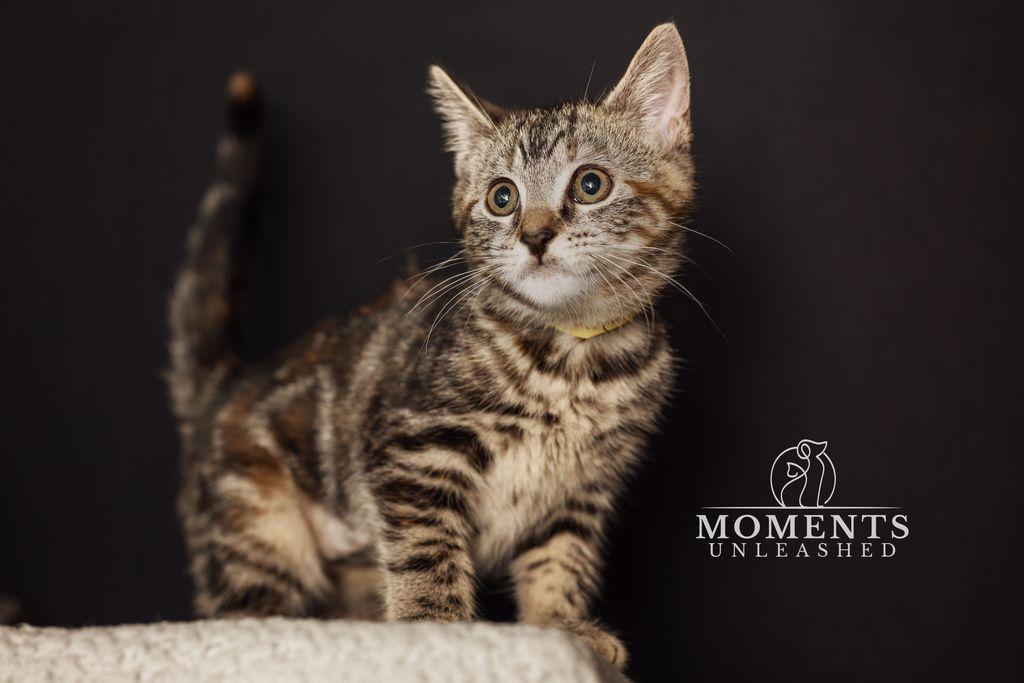 Enlarge Tamale, an adopted Domestic Short Hair in Myakka City, FL image 1/6