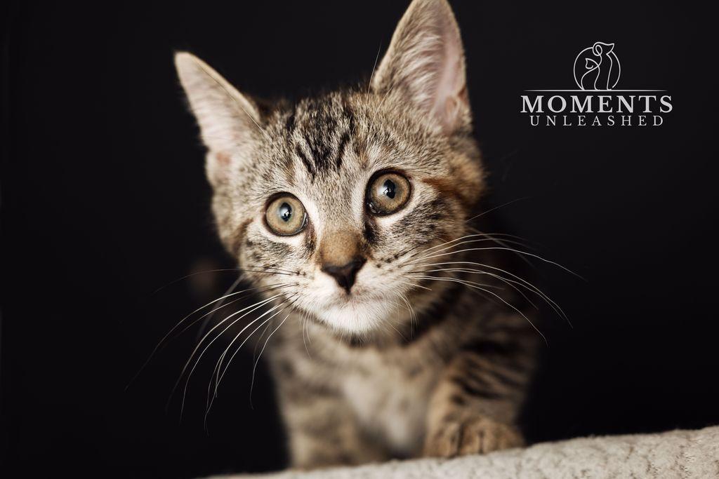 Enlarge Tamale, an adopted Domestic Short Hair in Myakka City, FL image 5/6