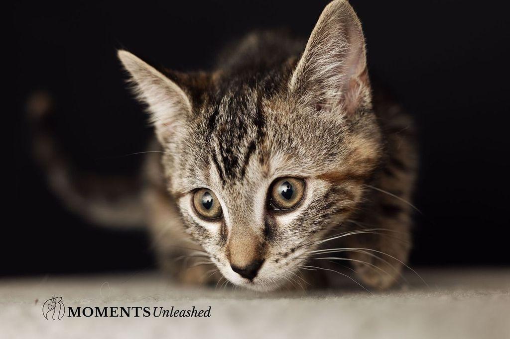 Enlarge Tamale, an adopted Domestic Short Hair in Myakka City, FL image 4/6