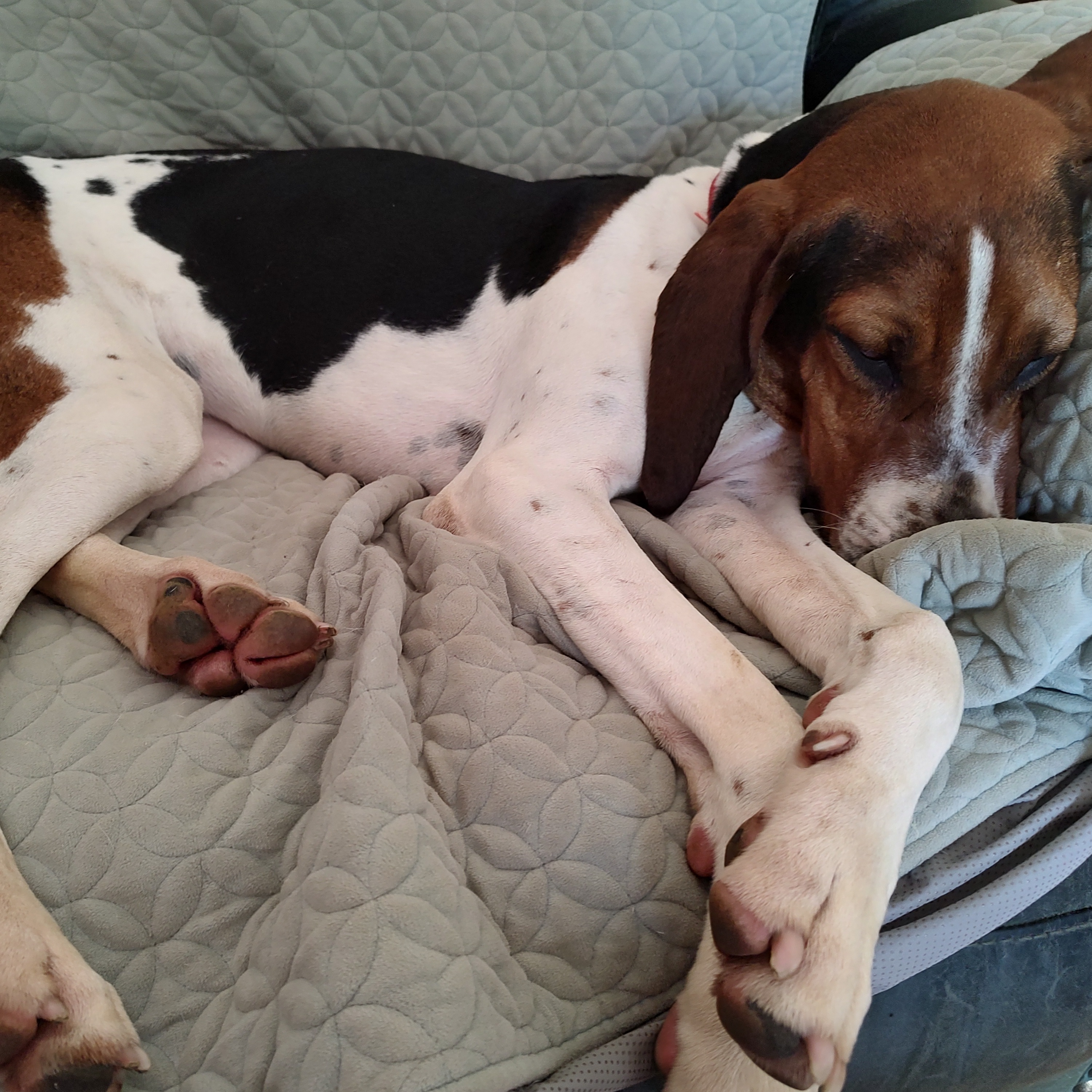 Trixie photo 5