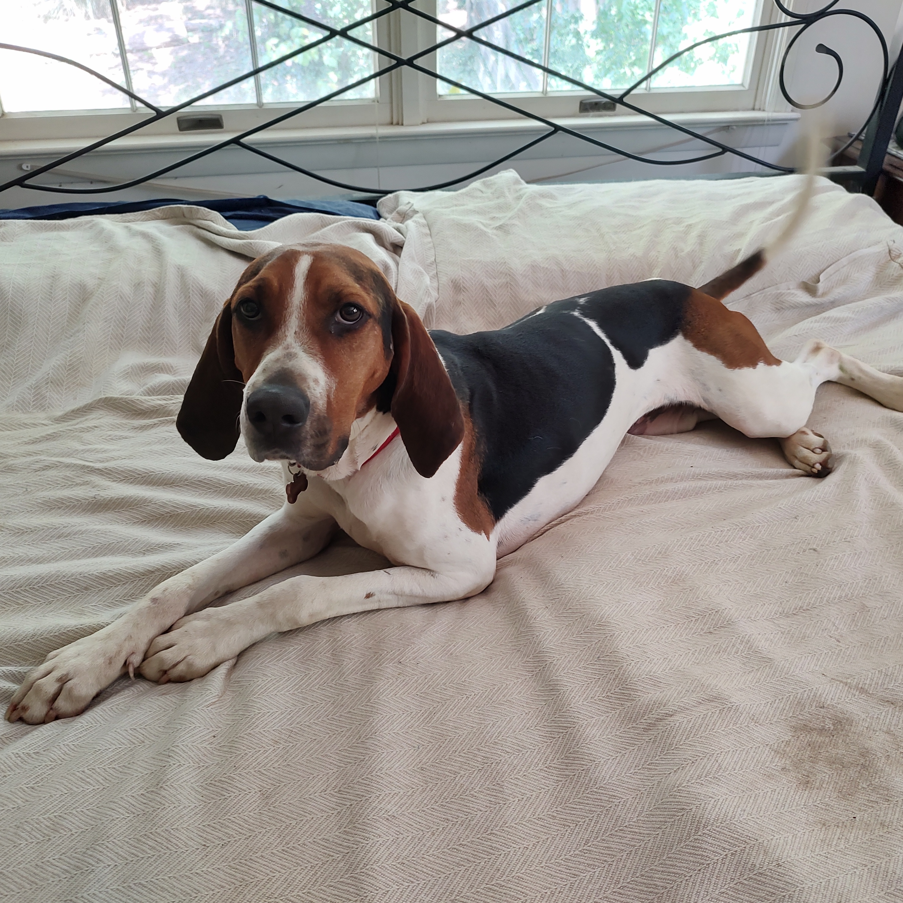Trixie, Young Female Treeing Walker Coonhound