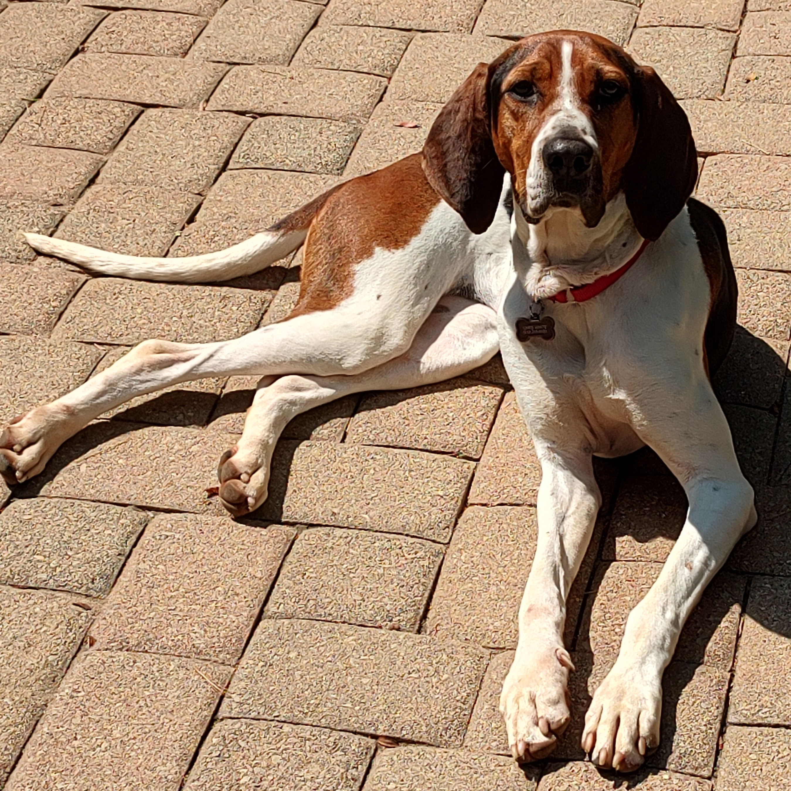 Trixie photo 3