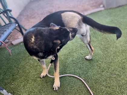 Cleve, Adoptable, Adult Male German Shepherd Dog & Mixed Breed.