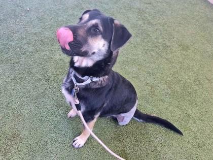 Enlarge Cleve, a Adoptable mixed breed in Phoenix, AZ image 2/3