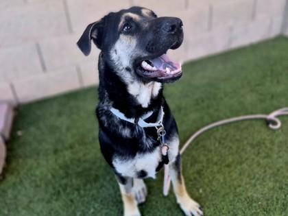 Enlarge Cleve, a Adoptable mixed breed in Phoenix, AZ image 3/3
