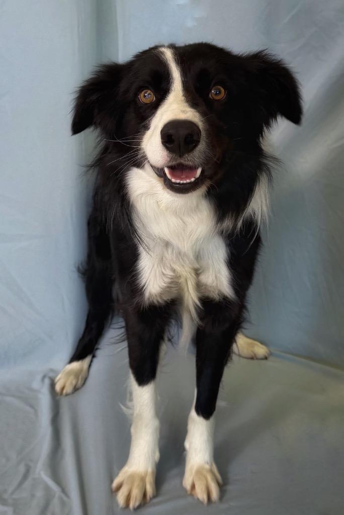 Enlarge Mason, a ADOPTABLE Border Collie in Columbus, NE image 1/1