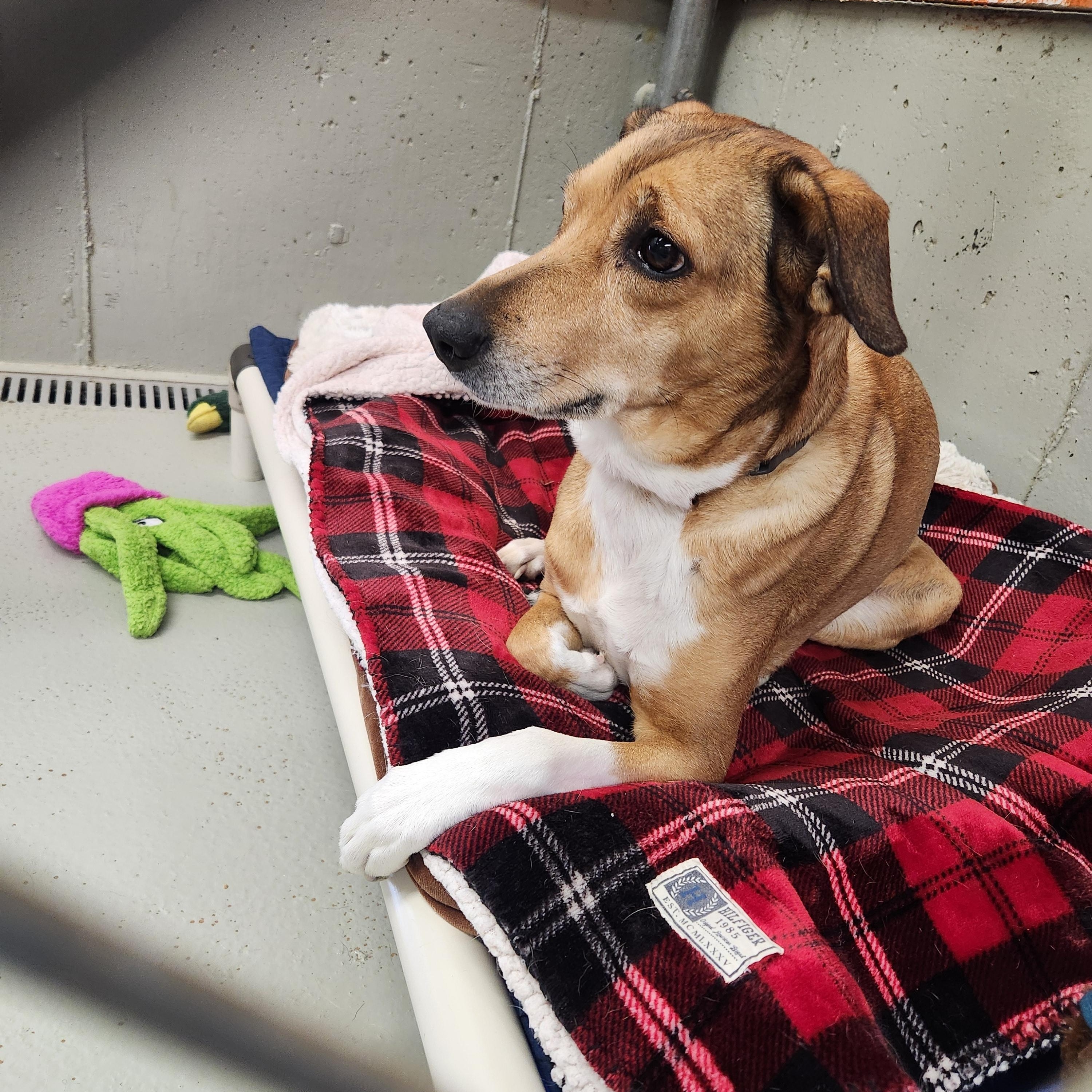 Enlarge Brook, a Adoptable mixed breed in Kingston, MA image 1/6