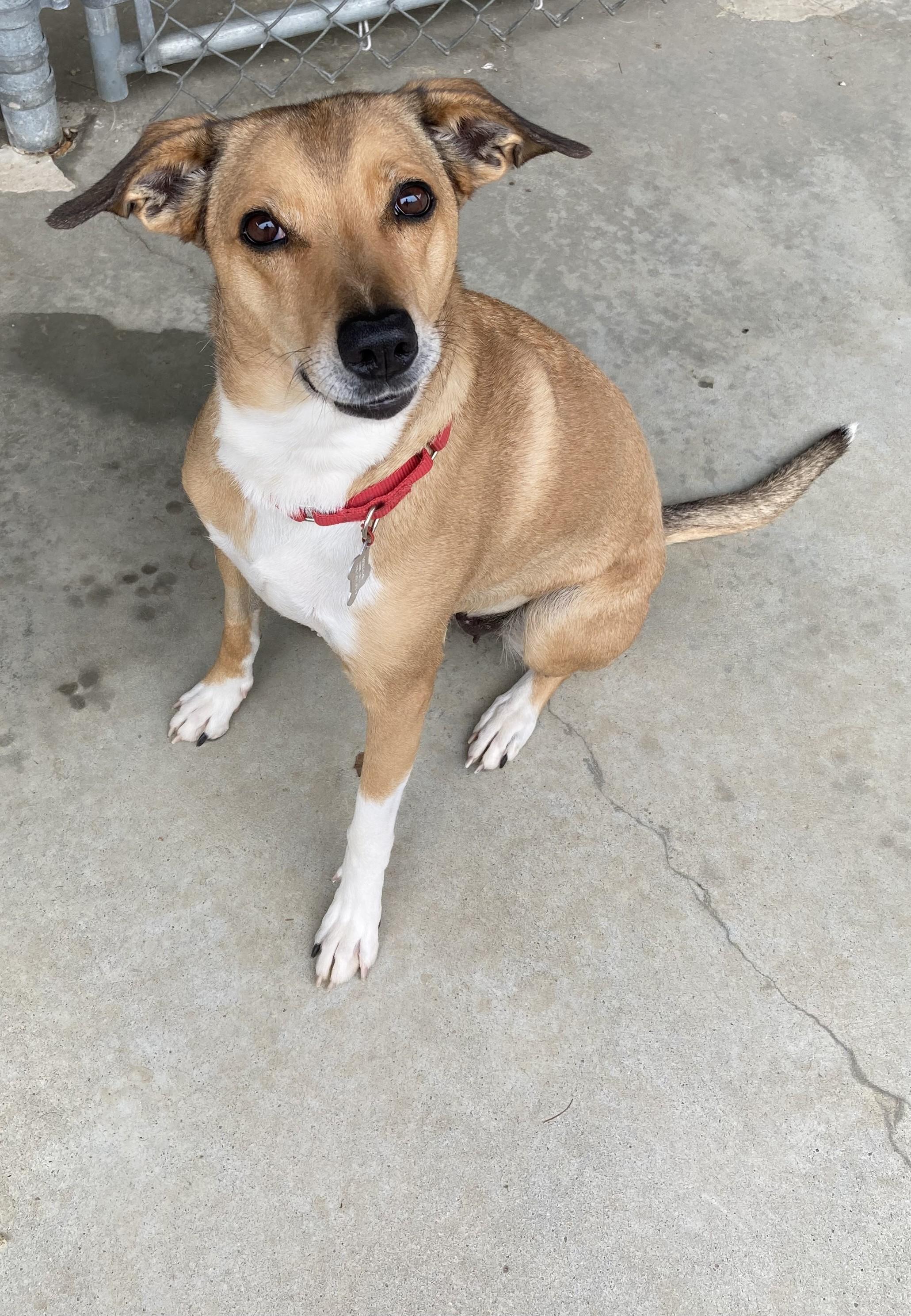 Enlarge Brook, a Adoptable mixed breed in Kingston, MA image 3/6