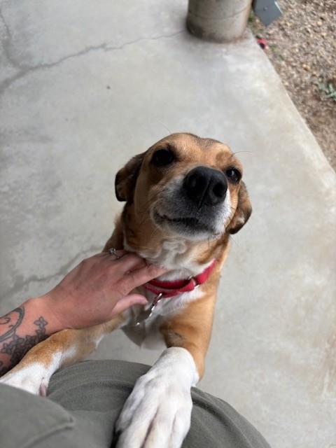 Enlarge Brook, a Adoptable mixed breed in Kingston, MA image 4/6