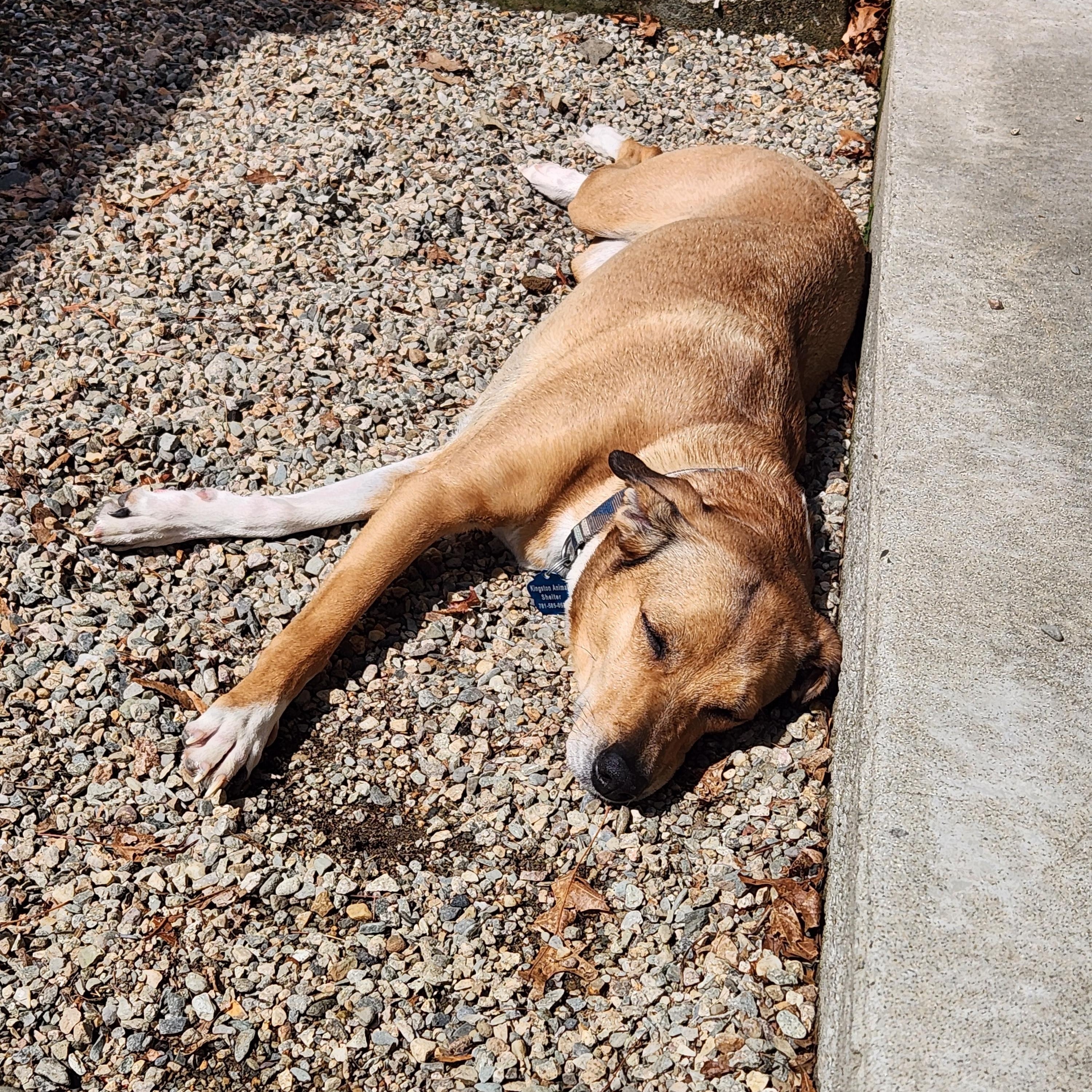 Enlarge Brook, a Adoptable mixed breed in Kingston, MA image 5/6