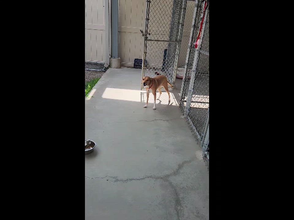 Enlarge Brook, a Adoptable mixed breed in Kingston, MA video 6/6