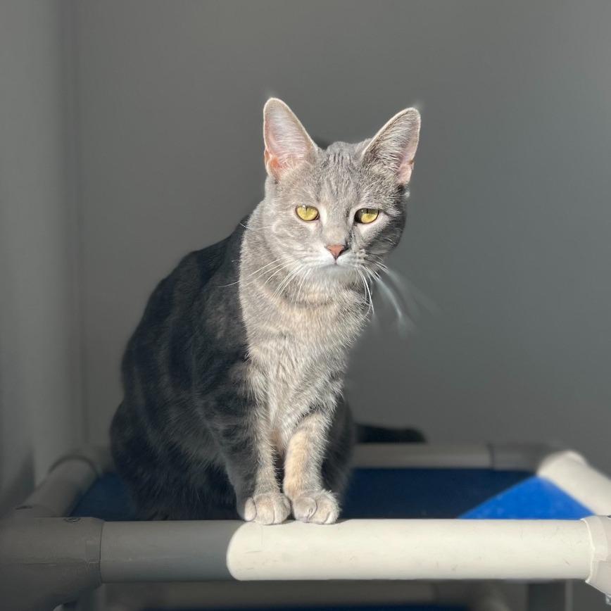 Squints, Adoptable, Adult Female Domestic Short Hair.