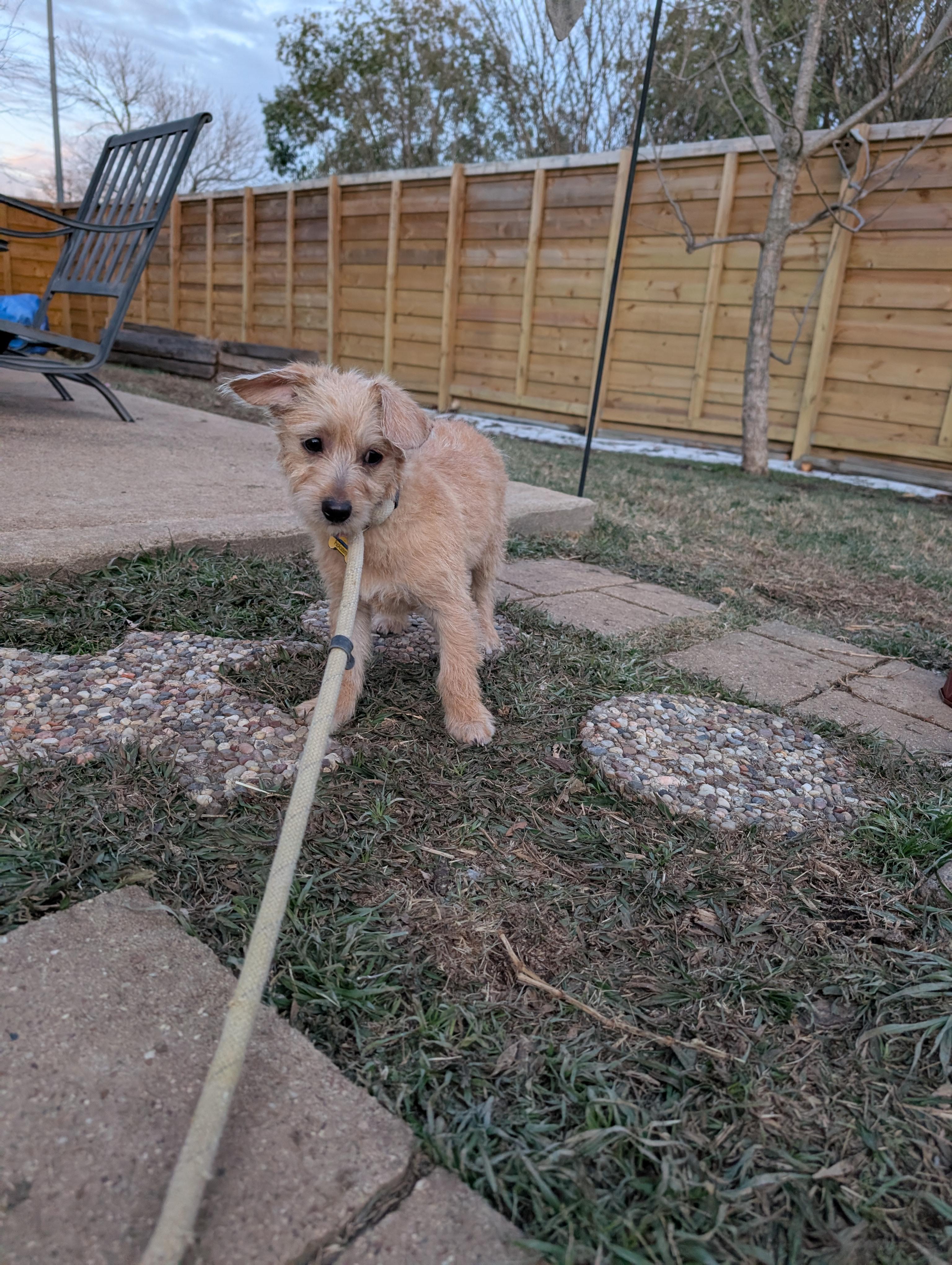 Enlarge Sugarplum, an adopted mixed breed in Pflugerville, TX image 3/4