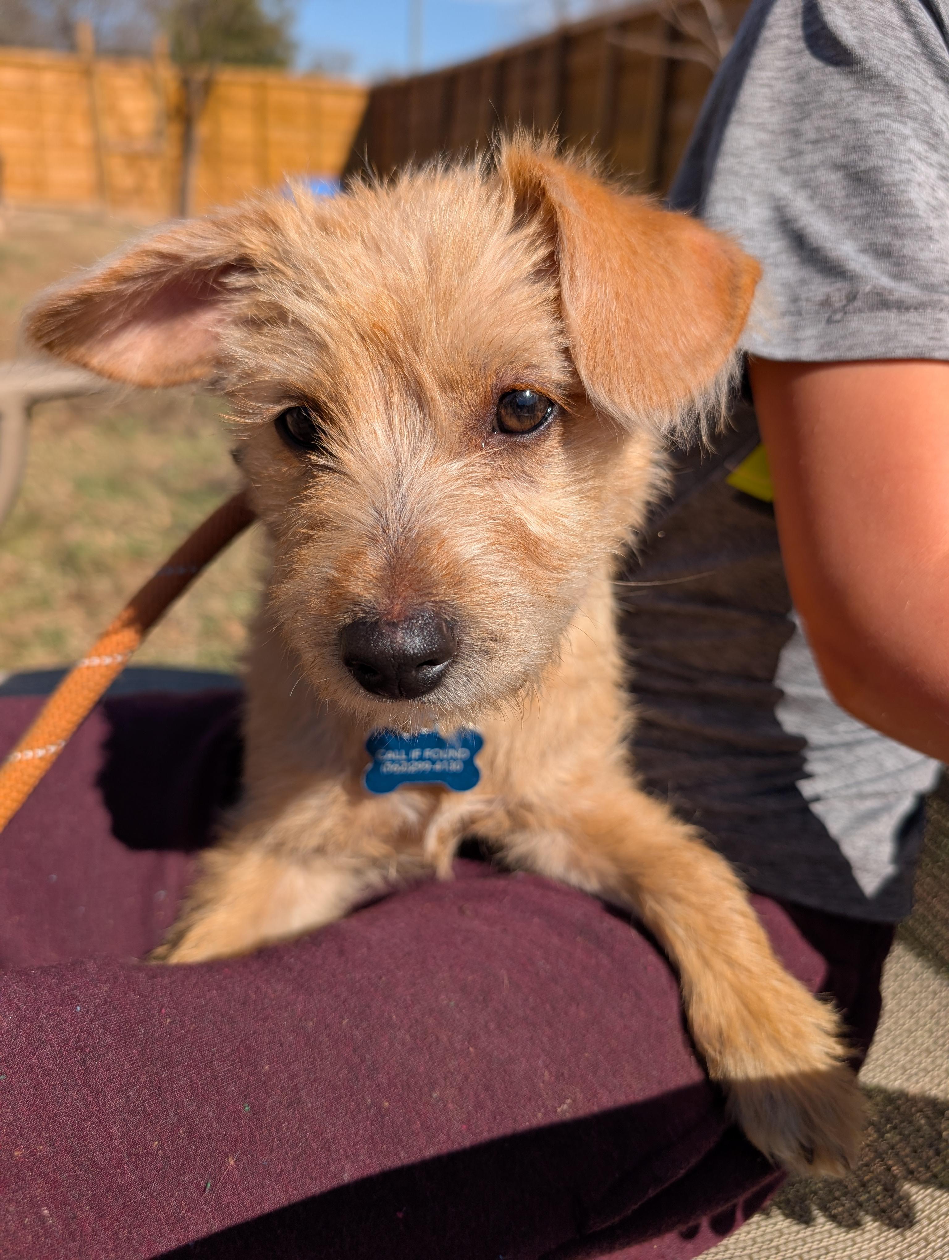 Enlarge Sugarplum, an adopted mixed breed in Pflugerville, TX image 1/4