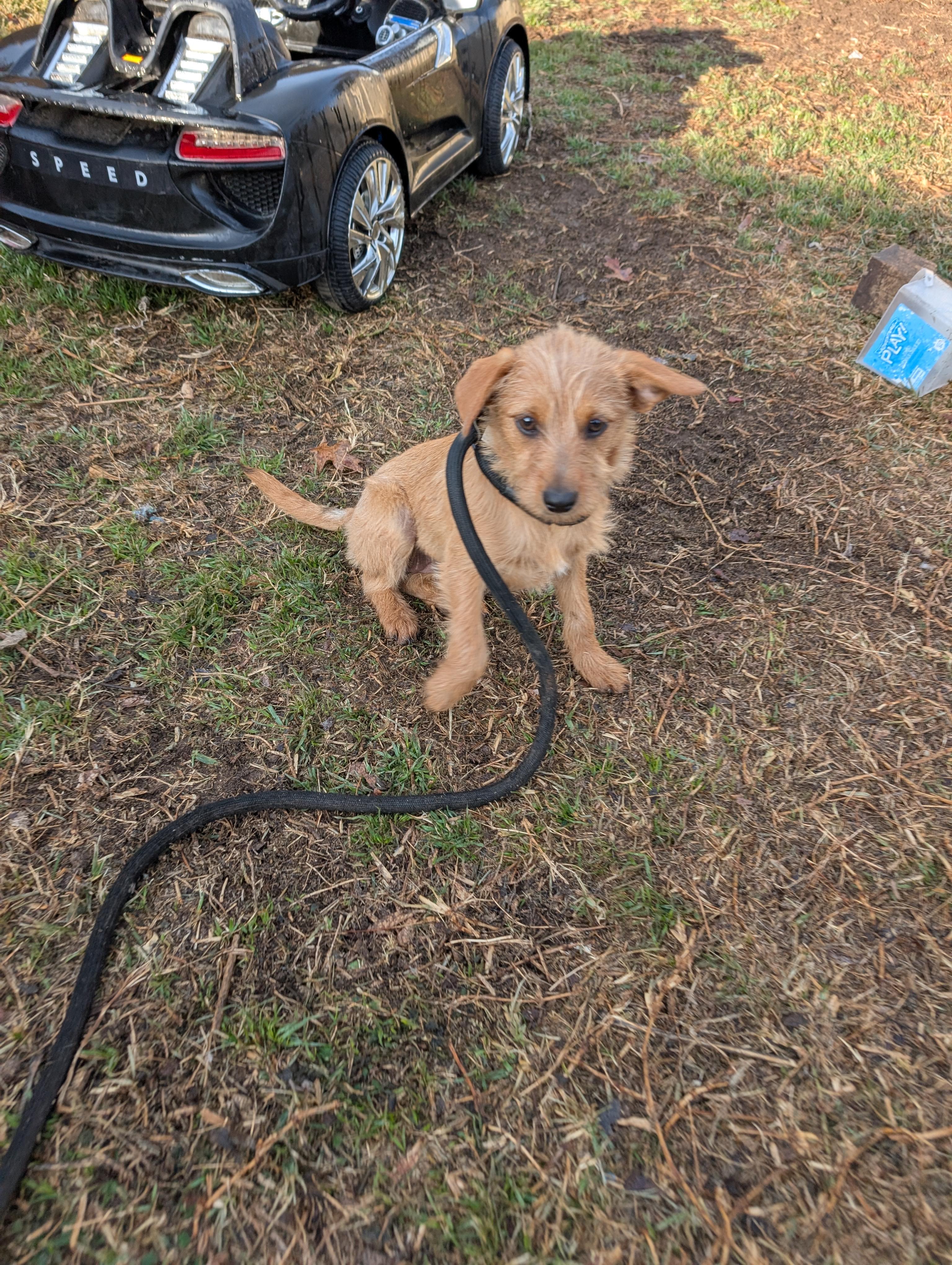 Enlarge Sugarplum, an adopted mixed breed in Pflugerville, TX image 2/4