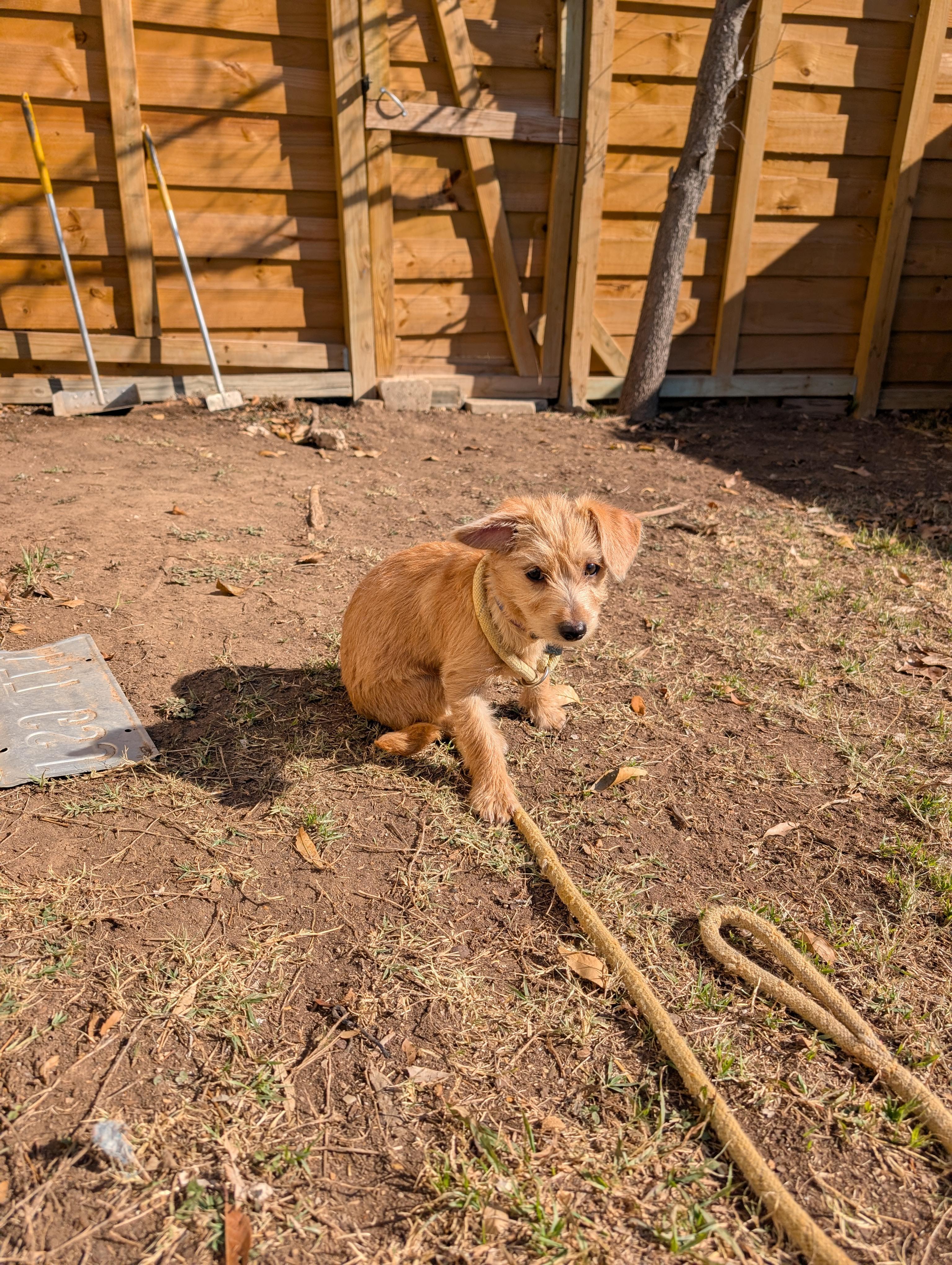 Enlarge Sugarplum, an adopted mixed breed in Pflugerville, TX image 4/4
