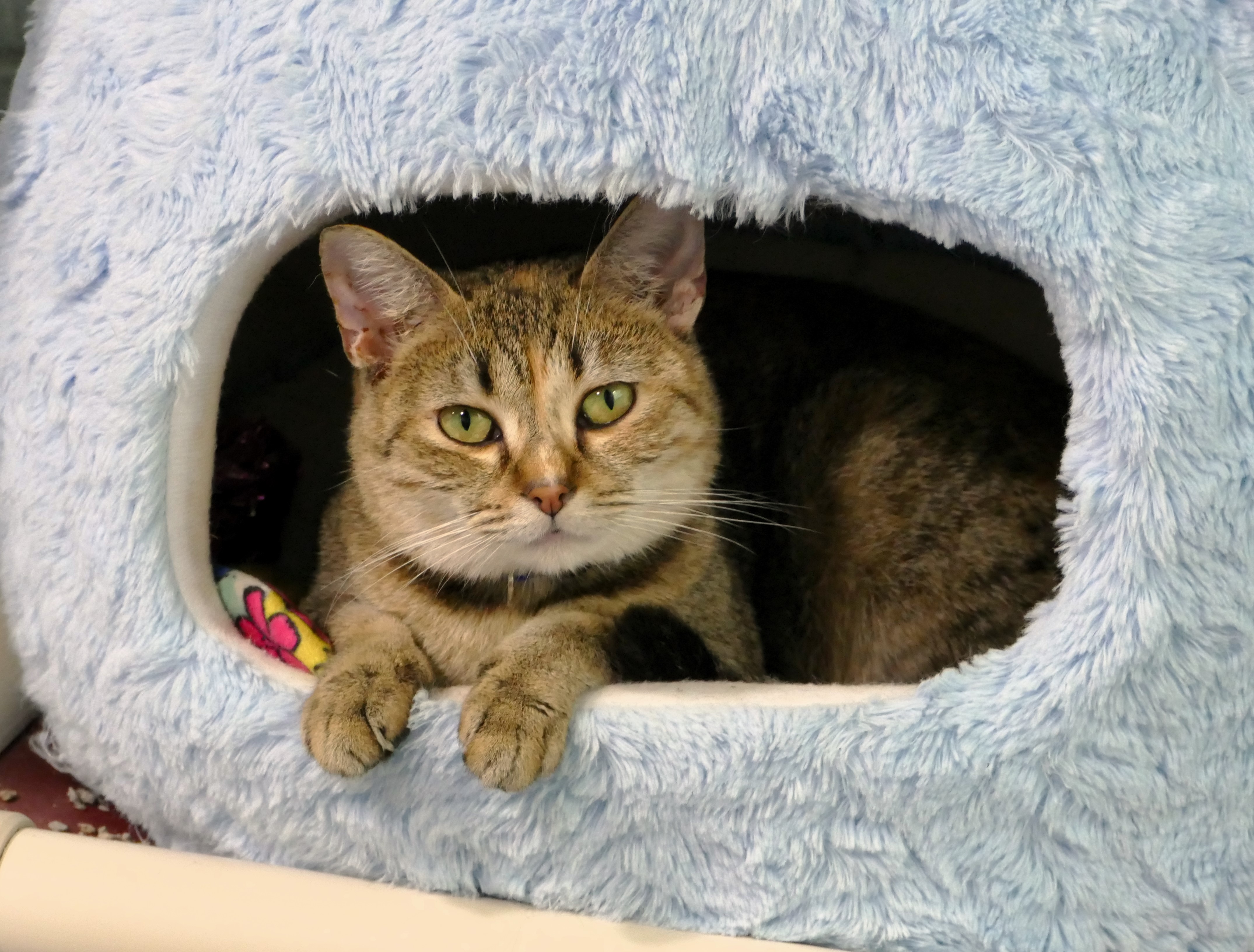 SMOOTHIE, a Adoptable mixed breed in Beechbottom, WV image 1/4